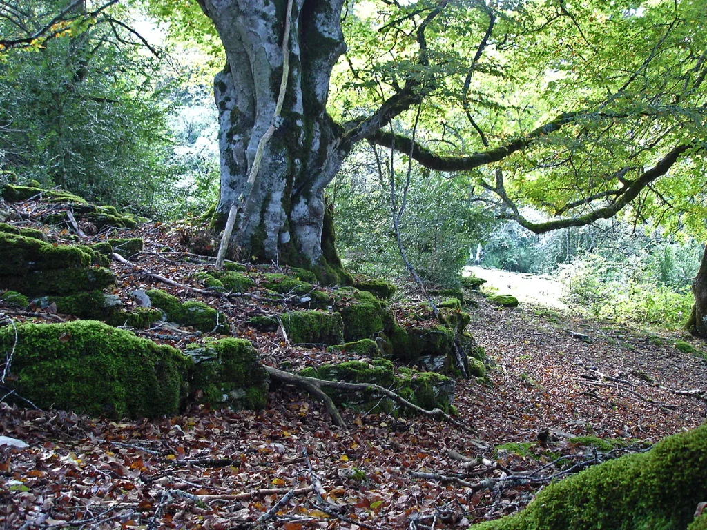 Urbasa and Andía Natural Park